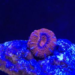 gills marine closed 24