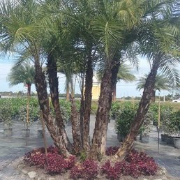Rucker S Tree Service Services Lake City Fl Phone Number Photo Of Rucker S Tree Service Lake City Fl United States