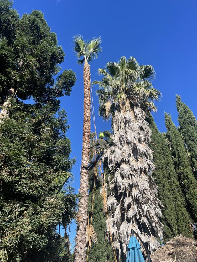 All Seasons Tree Service