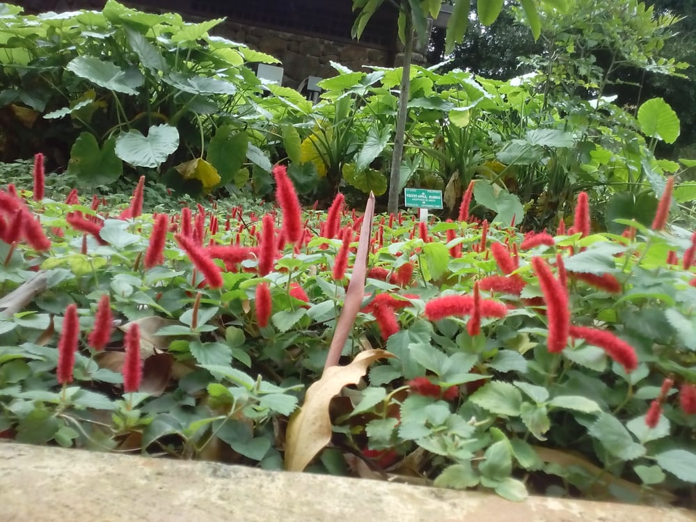 Wahiawa Botanical Garden 236 Photos Botanical Gardens Wahiawa, HI