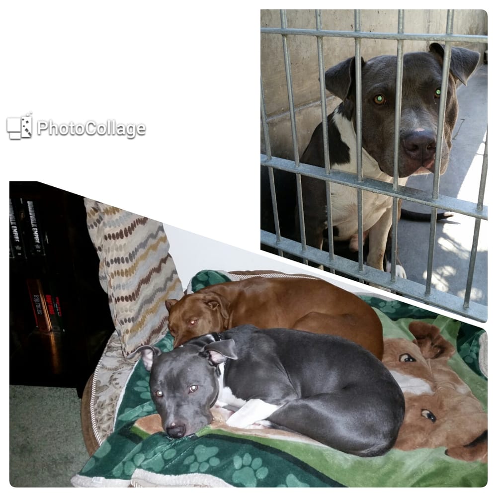 Pasadena Humane Society 293 Photos & 514 Reviews Animal Shelters