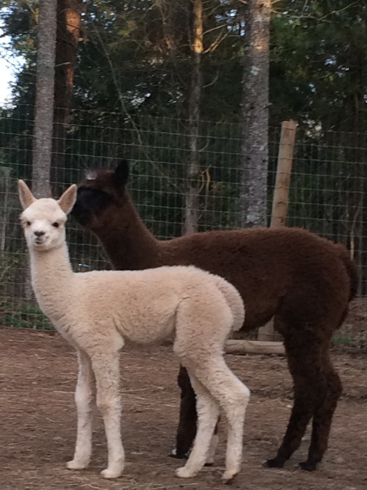 Rita Dee Alpacas