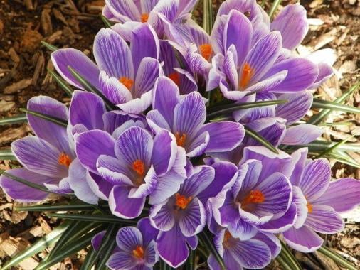 Botanical Landscape Management