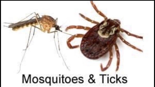 Affordable Pest Solutions