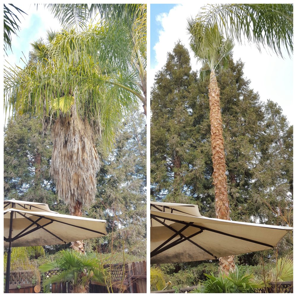 Elenes Tree Service