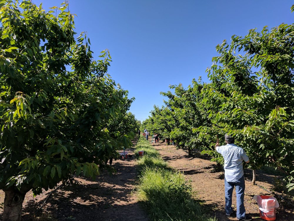 Bloomfield Cherries Temp. CLOSED 44 Photos & 29 Reviews Fruits