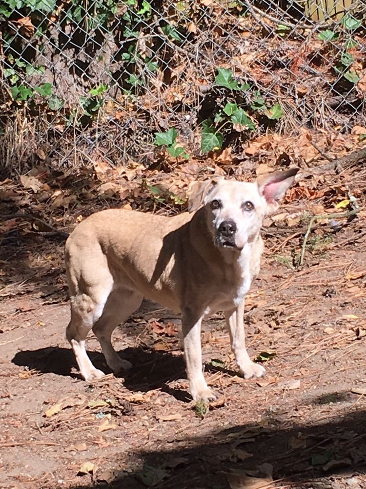 Emerald City Pet Rescue