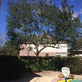 Highpoint Tree Care 37 Photos 16 Reviews Services The Photo Of Highpoint Tree Care The Woodlands Tx United States This