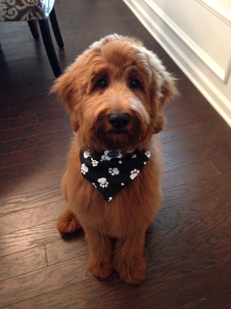 Groomingdales - Pet Groomers - 150 S Houston Lake Rd, Warner Robins, GA - Phone Number - Yelp