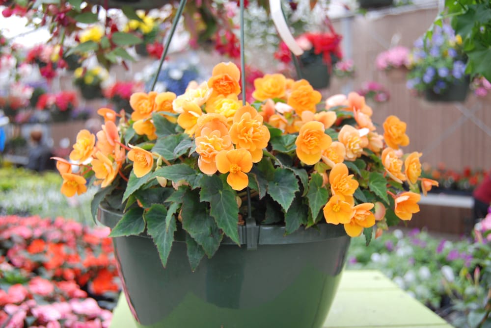 Drummers Garden Center & Floral 29 Photos Nurseries & Gardening