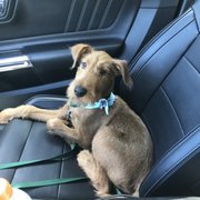 Critters Corner Pet Training 110 Wallace Rd New Smyrna New Smyrna Beach Pet Training Safras Spa