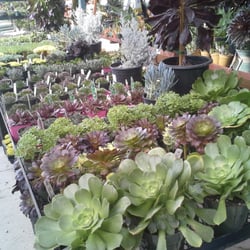 Golden Nursery 151 Photos 123 Reviews Nurseries Gardening Photo Of Golden Nursery San Mateo Ca United States