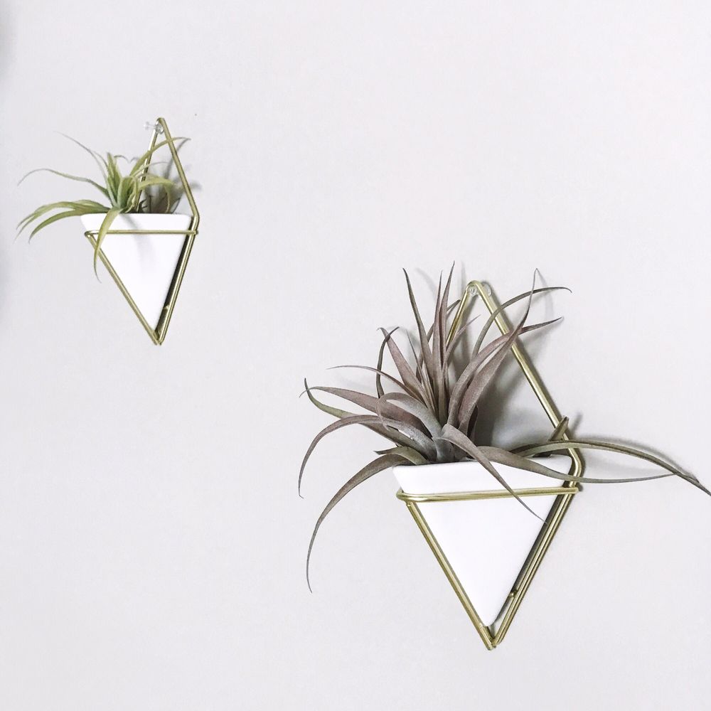The Wall Planters Are From Got These Air Plants Here Yelp Photo Of Enchanted Forest Nursery Stone Chesapeake Va United States The