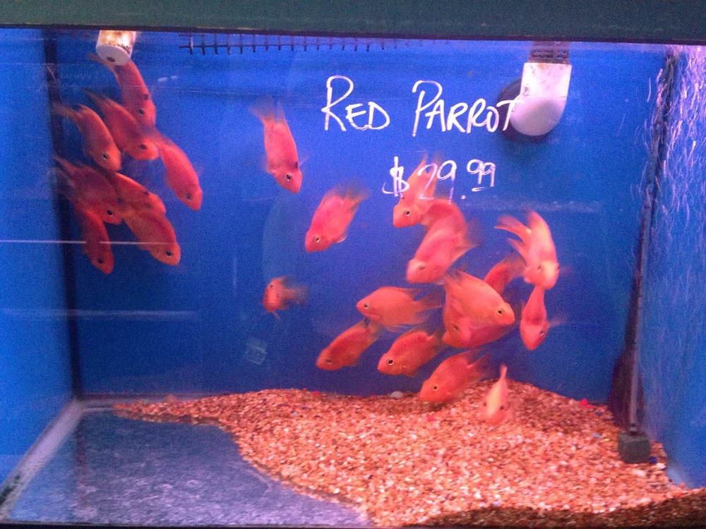 Xtreme Fish & Pets 19 Photos & 17 Reviews Pet Stores 11415 Bellaire Blvd, Alief, Houston