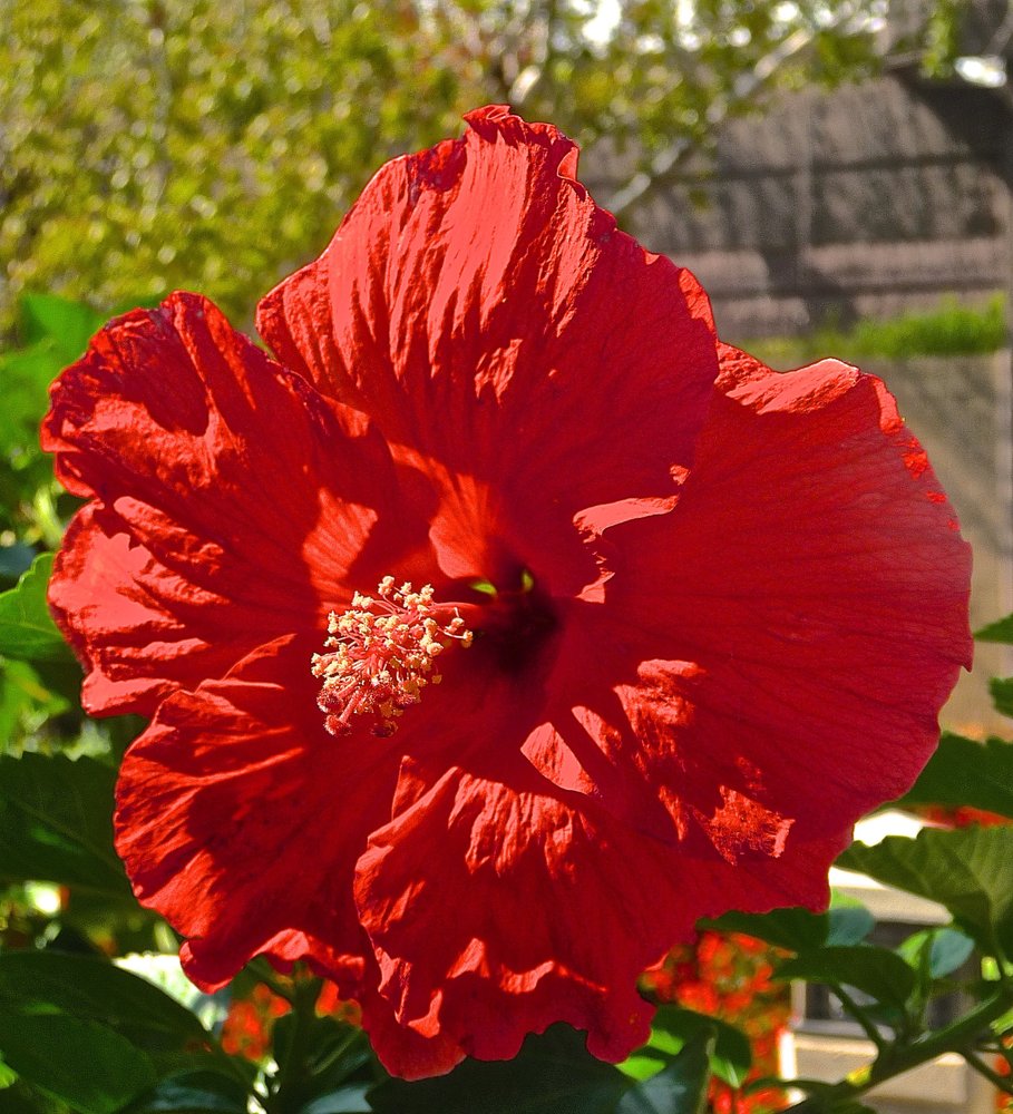 Botanica, The Wichita Gardens