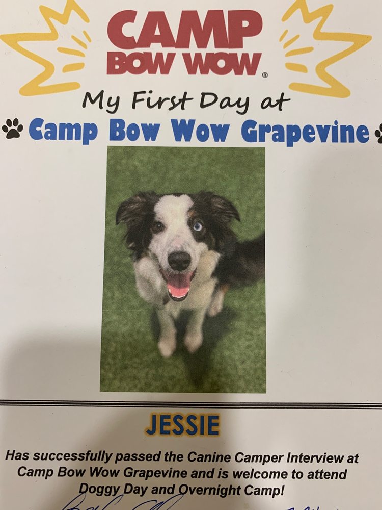 Camp Bow Wow