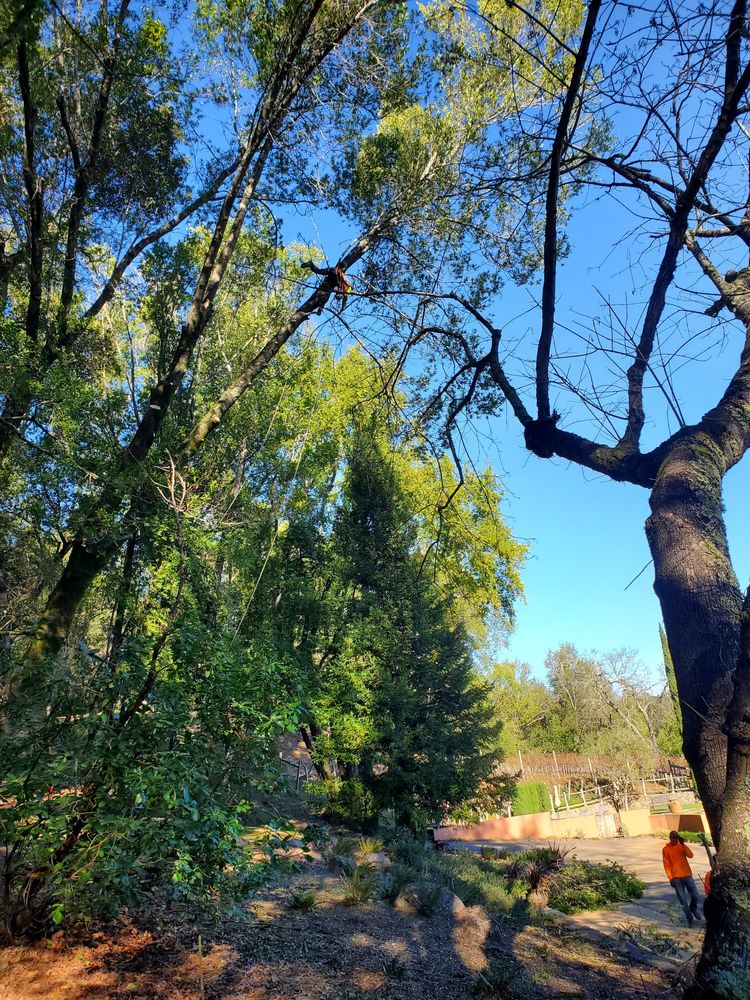 Chris Kellers Tree Service