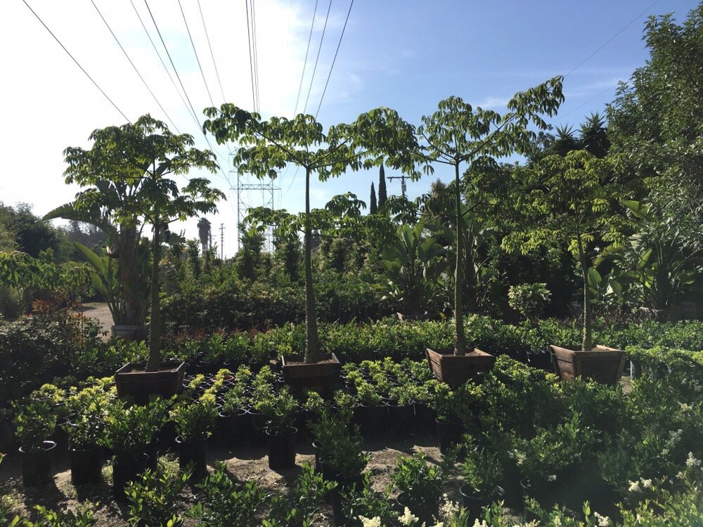 Rio Verde Nursery