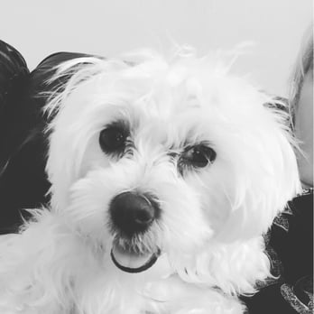 puppy avenue puppy avenue 79 photos 64 reviews pet stores escondido ca united states puppy avenue puppy avenue 79 photos 64 reviews pet stores escondido ca united states