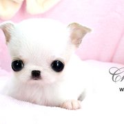 teacup puppies houston royal teacup puppies pet stores houston tx phone number yelp teacup puppies houston royal teacup puppies pet stores houston tx phone number yelp