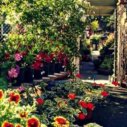 Mt Diablo Nursery Garden Closed 24 Photos 32 Reviews Photo Of Mt Diablo Nursery Garden Lafayette Ca United States