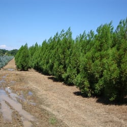 Bissett Nursery Corp Nurseries Gardening 323 Long Island Ave Photo Of Bissett Nursery Corp Holtsville Ny United States