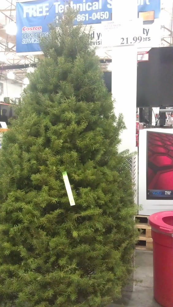 Christmas trees 78ft tall only21.99 Yelp