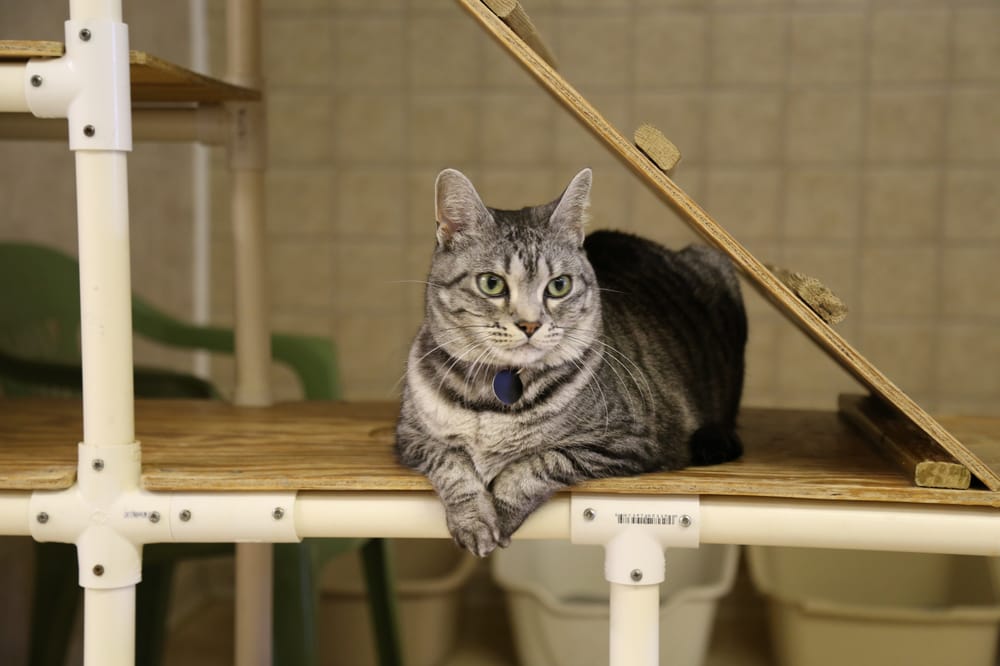 Socks Save Our Cats And Kittens Socks Save Our Cats And Kittens