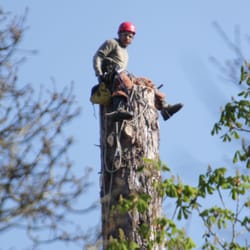Tree Services In Oregon City Yelp J F Tree Service Inc