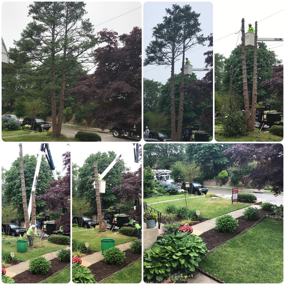Kingkiner Tree Service