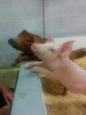 Exposition Agricole De St-Hyacinthe