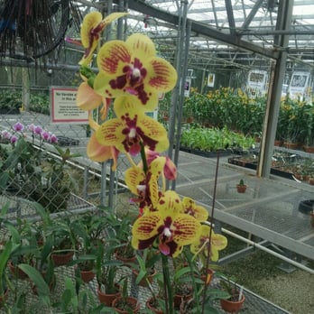 RF Orchids - 457 Photos & 32 Reviews - Nurseries & Gardening - 28100 SW