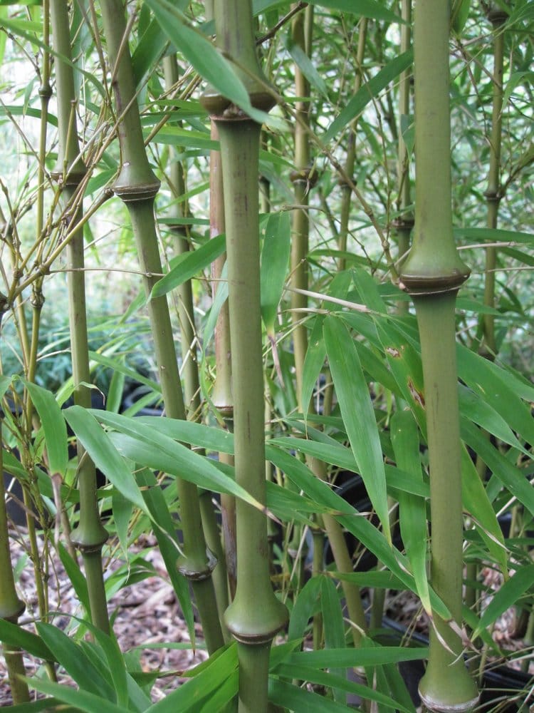 Beauty and the Bamboo 18 Reviews Nurseries & Gardening 306 NW