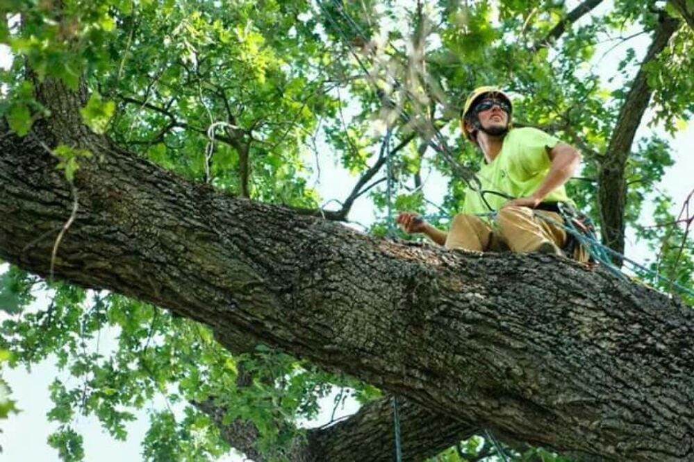Huckaby's Tree Service