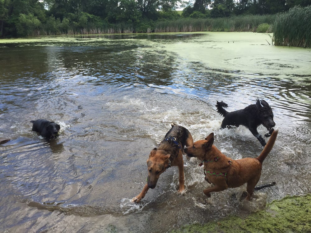 bloomington dog parks bloomington dog parks