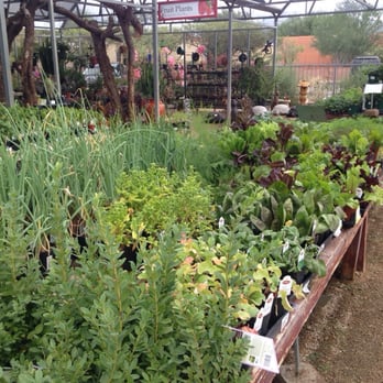 Civano Nursery Inc 91 Photos 26 Reviews Nurseries Gardening Photo Of Civano Nursery Inc Tucson Az United States