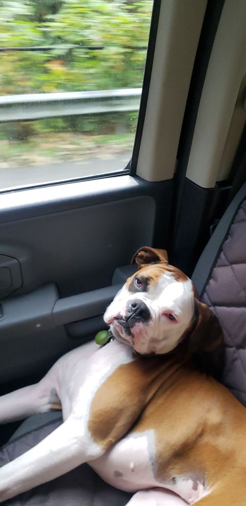 image of business Albright Family Dental