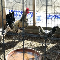 Nurseries Gardening In Scottsdale Yelp Whitfill Nursery