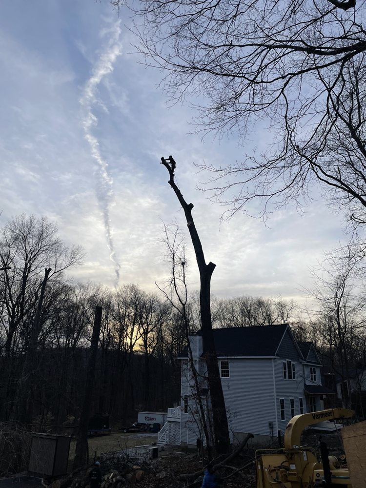 The Tree Crew
