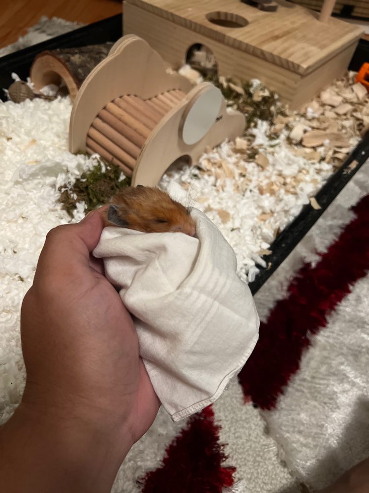 Petco Image