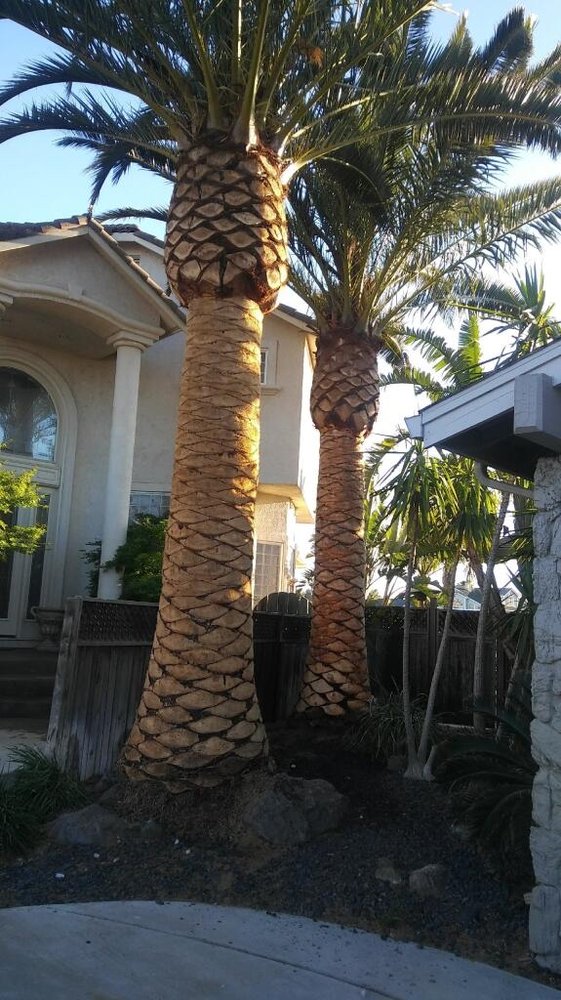 Antonio's Tree Trimming Service