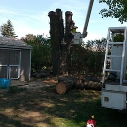 Photo of Rayzor's Edge Tree Service - Stratford, CT, United States. Dropping the Tree Service Stratford Tree Service Stratford Photo of Rayzor's Edge Tree Service - Stratford, CT, United States. Dropping the