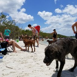 Dog Beach 41 Photos 10 Reviews Beaches 8800 Estero Blvd Photo Of Dog Beach Fort Myers Fl United States