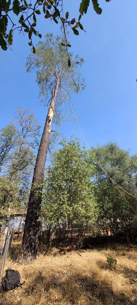 Diligent Hands Tree Service