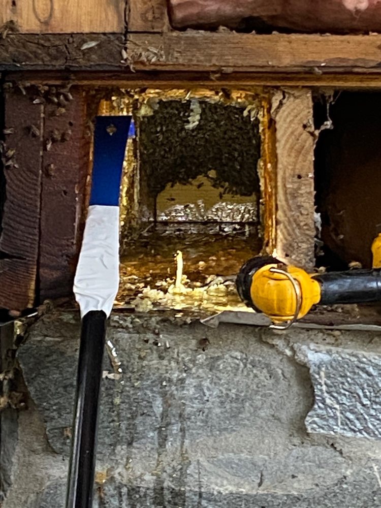 Bee Green Natural Bee Removal