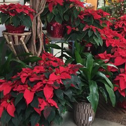 Summerwinds Nursery Cupertino 25 Photos 31 Reviews Nurseries Photo Of Summerwinds Nursery Cupertino Ca United States Poinsettias Everywhere