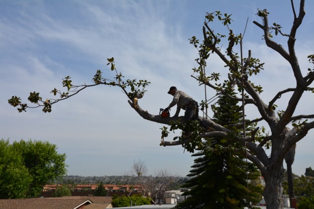 Olague Tree Service & Landscaping