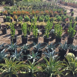 Curby S Nursery 46 Photos 57 Reviews Nurseries Gardening Photo Of Curby S Nursery Temecula Ca United States Waterwise