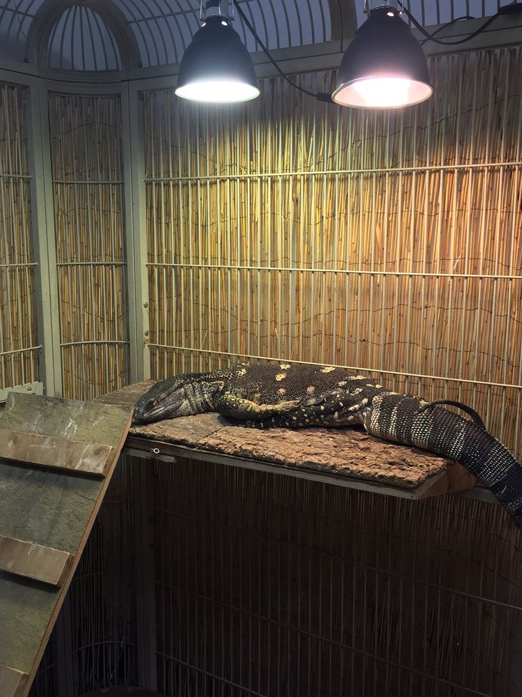 reptile superstore