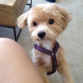 tlc doggy huntington